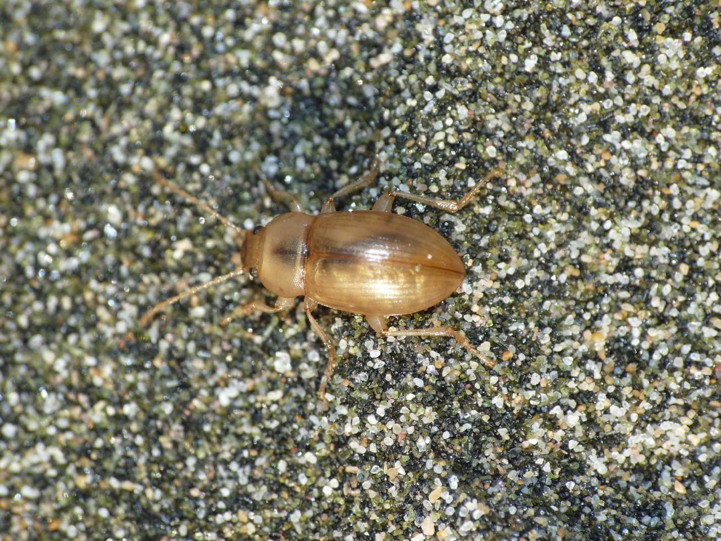 Tenebrionidae: Xanthomus pallidus
